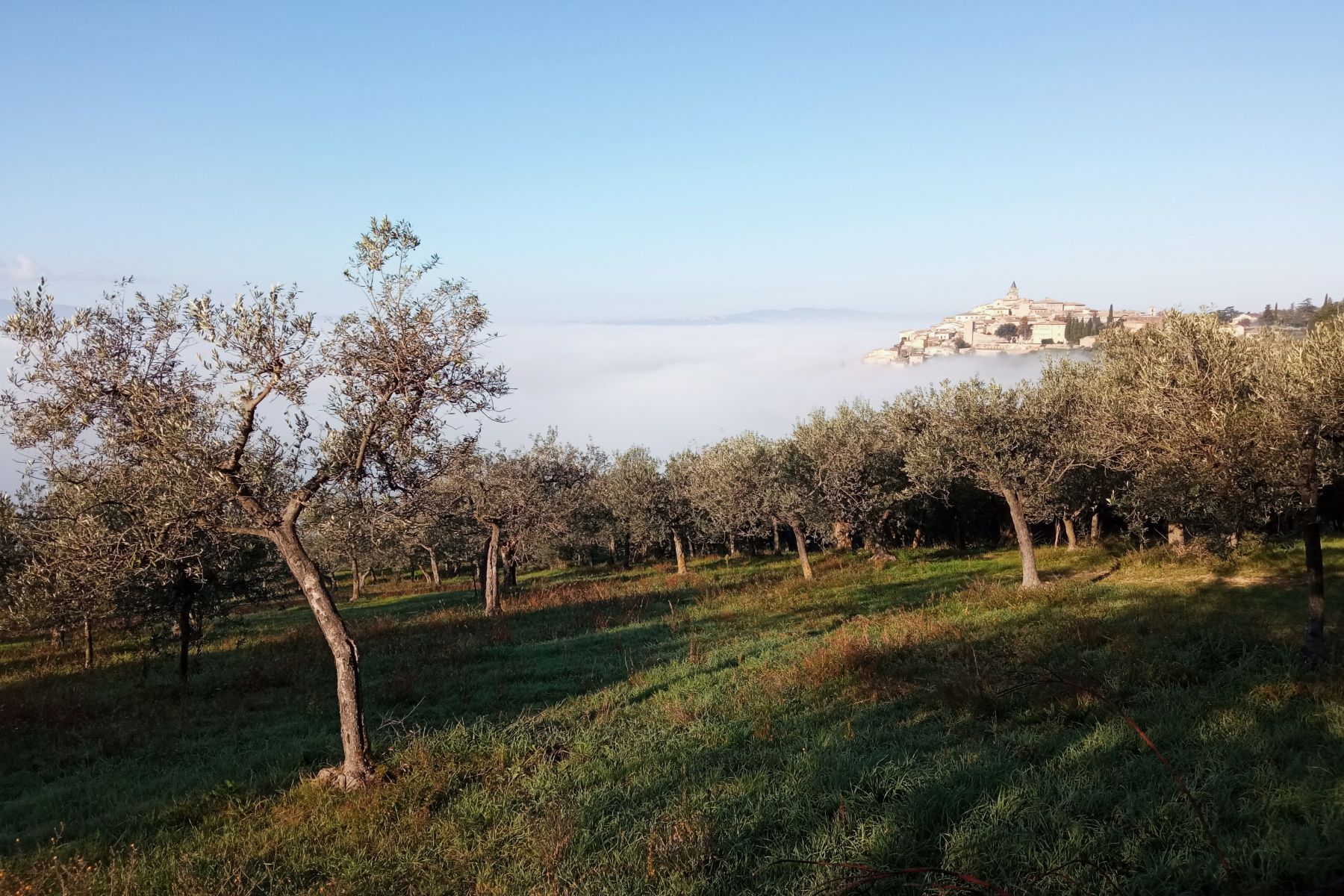 Sul sentiero degli ulivi da Assisi a Spoleto