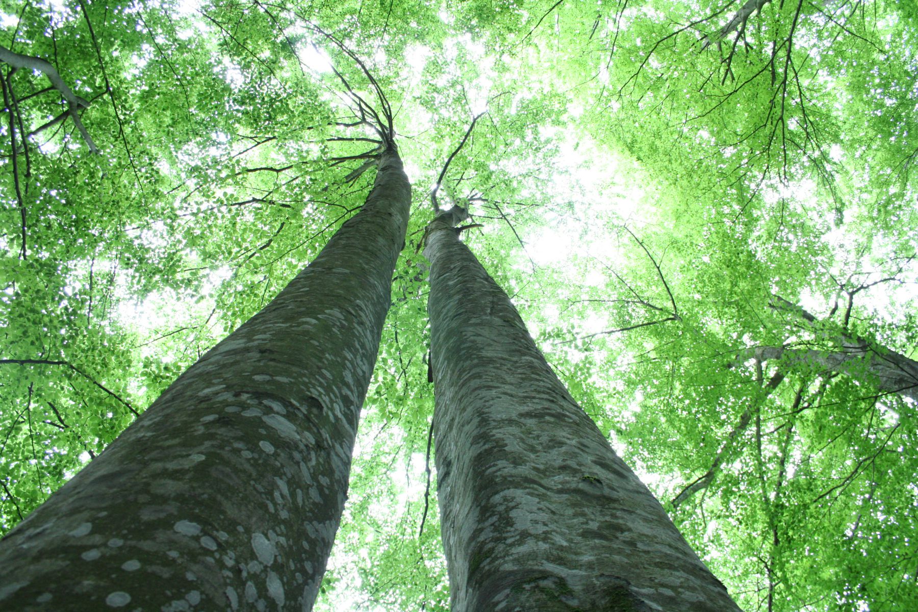 Immersioni forestali, Monti Sibillini